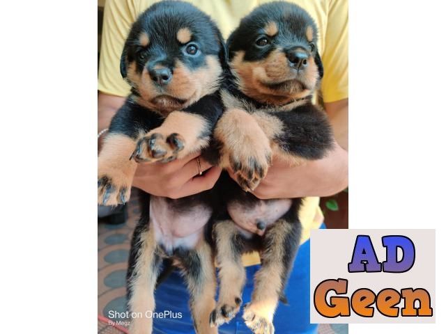 used Rottweiler pups for sale for sale 